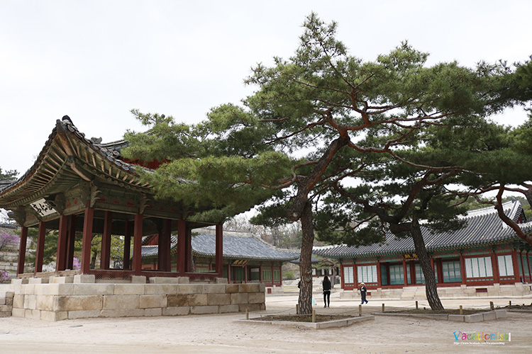 Changgyeonggung Palace 6699