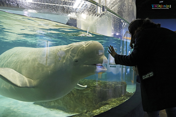 Lotte World Aquarium 6406