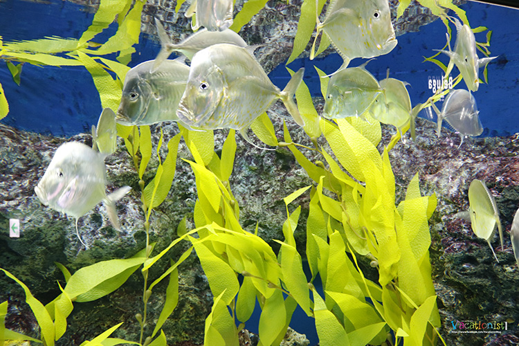 Lotte World Aquarium 6411