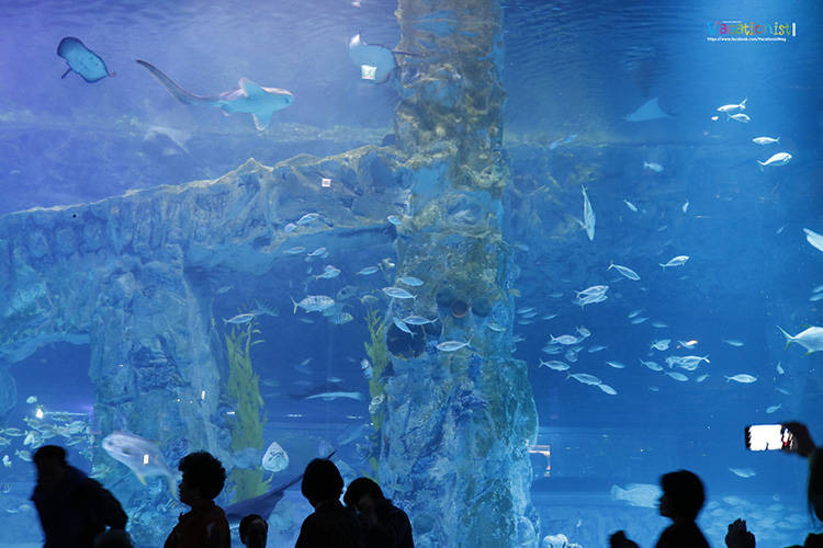 Lotte World Aquarium 6417