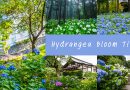 Hydrangea Bloom Time ไฮเดรนเยียบาน