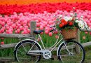 Solo Trip ทุ่งดอกไม้ที่เมืองลิซเซ่ (Lisse) เนเธอร์แลนด์