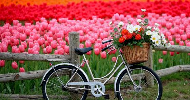 Solo Trip ทุ่งดอกไม้ที่เมืองลิซเซ่ (Lisse) เนเธอร์แลนด์